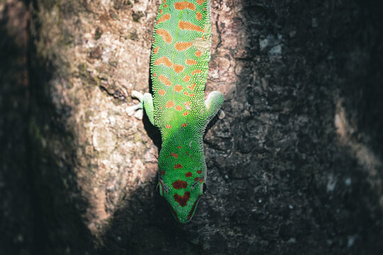 PHELSUMA MADAGASCARIENSIS portrait, madagascar jungle, day gecko