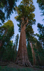 The majestic General Sherman tree