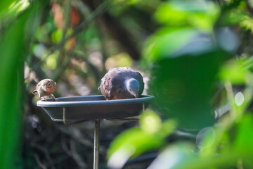 wallpaper portrait of two birds sitting on a drinking plate