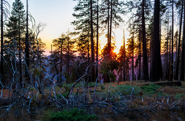 sunset in the forest Sequoia National Park