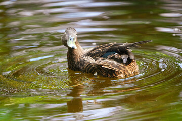 duck mallard in the water