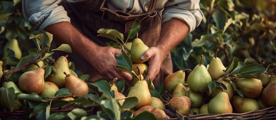 A man is standing on a ladder next to a pear tree, carefully picking ripe pears and placing them into a basket. The tree is full of fruit, and the man is focused on his task.