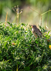 Meadow Pipit (Anthus pratensis) on Bull Island, Dublin Coast, Ireland