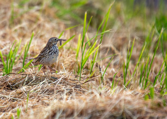 Meadow Pipit (Anthus pratensis) on Bull Island, Dublin Coast, Ireland