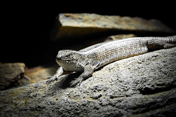 Hispaniolan Curly Tailed LIzard