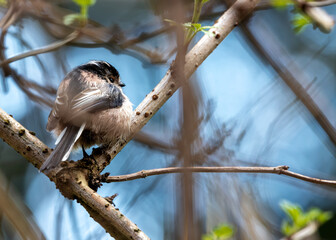 Fototapeta premium Long-tailed Tit (Aegithalos caudatus) on Bull Island, Dublin Coast, Ireland