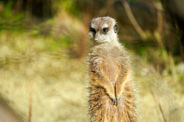 Naklejka na ściany i meble portrait of a meerkat, standing guard in the zurich zoo - african meerkat, fur, fluffy, cute