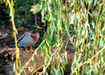 Adult Male Drake Mallard (Anas platyrhynchos) on Bull Island, Dublin Coast, Ireland
