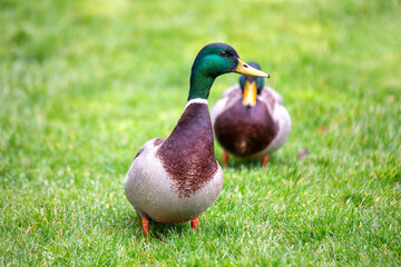 Adult Male Drake Mallard (Anas platyrhynchos) on Bull Island, Dublin Coast, Ireland