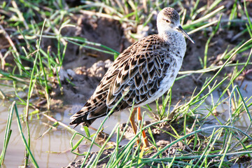 Female Ruff (Philomachus pugnax) close up at the wetlands of Amboseli National Park, Kenya
