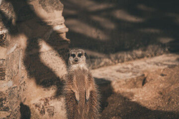 Fototapeta premium portrait of a meerkat, standing guard in the zurich zoo - african meerkat, fur, fluffy, cute
