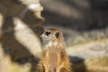 portrait of a meerkat, standing guard in the zurich zoo - african meerkat, fur, fluffy, cute