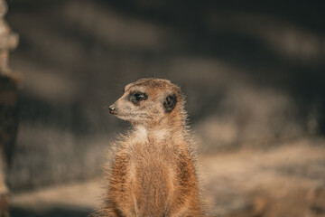 portrait of a meerkat, standing guard in the zurich zoo - african meerkat, fur, fluffy, cute