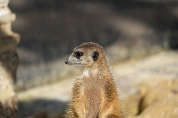Fototapeta premium portrait of a meerkat, standing guard in the zurich zoo - african meerkat, fur, fluffy, cute