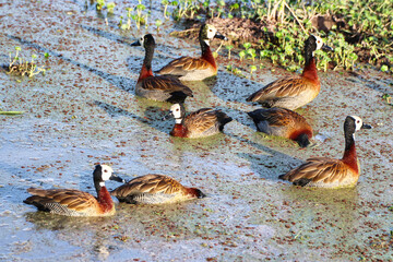 A flock of White faced Whistling ducks at the marshy swamps in Amboseli National Park, Kenya