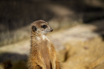 portrait of a meerkat, standing guard in the zurich zoo - african meerkat, fur, fluffy, cute