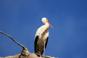 portrait of a white stork in the zurich zoo standing on a branch, wildlife photography