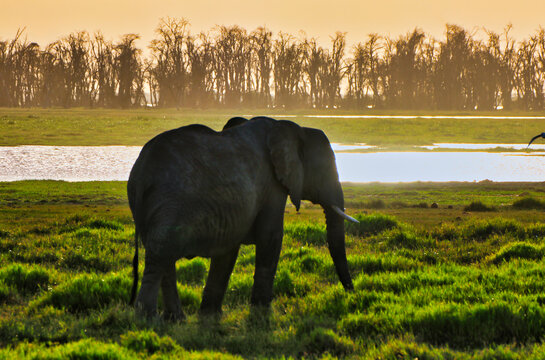 A Lone elephant pictured during a golden hued sunset at the scenic Amboseli National Park, Kenya