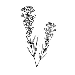 Fototapeta na wymiar lavender, tattoo, sketch, freehand drawing, floristry, , contour, one line, vector, twig, leaves, petal, leaves, nature, organic