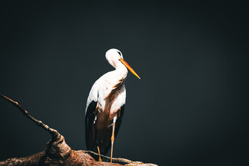 portrait of a white stork in the zurich zoo standing on a branch, wildlife photography - obrazy, fototapety, plakaty