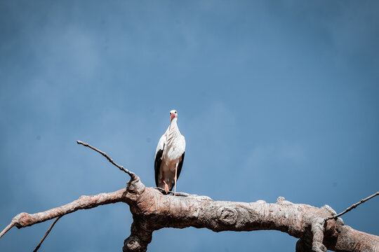 portrait of a white stork in the zurich zoo standing on a branch, wildlife photography