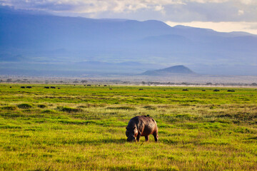 Golden sunset lights up a spectacular scene of a hippopotamus calmly grazing in the vast grass plains under the brooding shadow of Mount Kilimanjaro at Amboseli National Park, Kenya