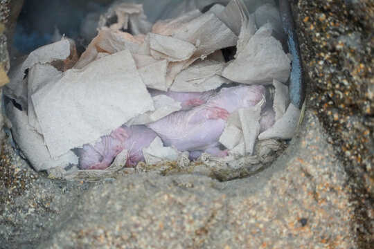naked molerat baby in its hole