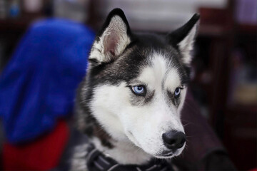 Portrait of black and white Husky with blue eyes
