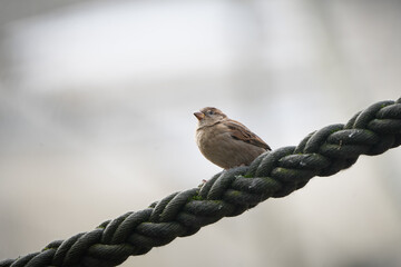 bird on a fence