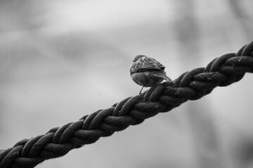 rope and knot with a little robin resting on it
