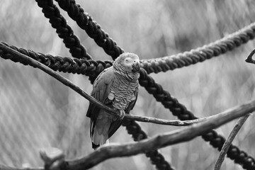 portrait of a grey parrot in the zurich zoo - black and white portrait