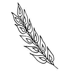 Fototapeta premium spikelet, wheat, tattoo, sketch, freehand drawing, floristry, , contour, one line, vector, twig, leaves, petal, leaves, nature, organics