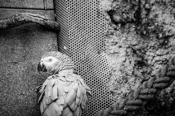 portrait of a grey parrot in the zurich zoo - black and white portrait - obrazy, fototapety, plakaty