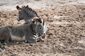 Obraz premium portrait of Zebras in the zoo - zebra - stripes