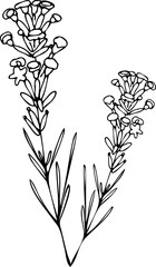 tattoo, sketch, freehand drawing, floristry, flower, vector, leaves, petal, nature