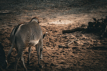 portrait of Zebras in the zoo - zebra - stripes