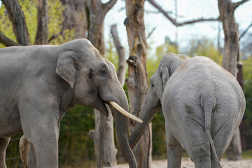 Fototapeta premium portrait of a couple of elephants in the zoo