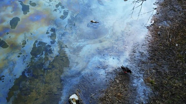  Ecological catastrophe oil spill in river water with stains of gasoline duck drinks poisoned water from an oil-polluted river animals as victims of harmful human activities, Kharkiv War in Ukraine