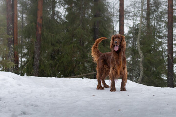 Irish setter on the hunt. Hunting dog in the forest. Hunting with a dog in autumn