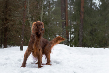 Irish setter on the hunt. Hunting dog in the forest. Hunting with a dog in autumn