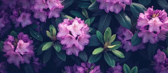 Papier Peint photo Lavable Azalée A cluster of vibrant purple flowers with green leaves is the focal point of this garden scene, creating a beautiful natural pattern. The rhododendron shrub stands out with its striking colors against