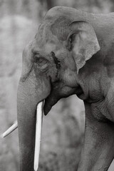 portrait of a male asian elephant - black and white grayscale