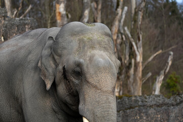 Naklejka premium portrait of a male asian elephant