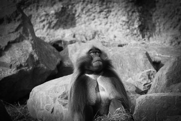 black and white portrait of a male alpha baboon in the zurich zoo, grayscale