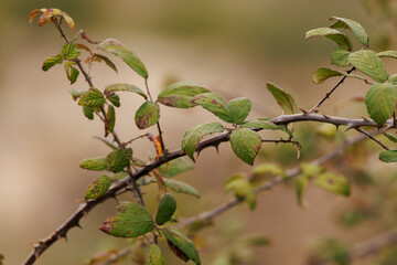 Ramas y hojas de zarzamora, Rubus ulmifolius, durante el invierno. España