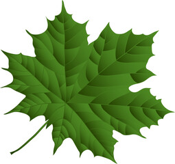 Autumn leaf leaves. Fall leaves maple, oak.Natural colorful illustration on transparent, png.