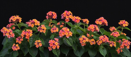 Several clusters of orange and pink Lantana Camara flowers line up next to each other in a vibrant display of color.