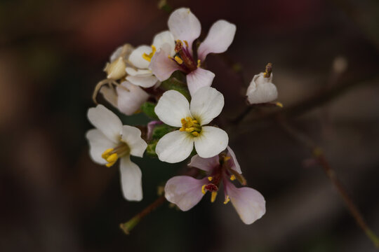 Peque&ntilde;as flores invernales de planta herbacea Diplotaxis erucoides extendida por la cuenca del Mediterraneo, Espa&ntilde;a