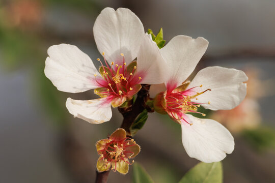Macro de flores de almendro, Prunus dulcis, floreciendo en febrero, Alcoy, España