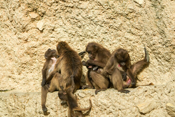 family of baboons grooming each other, vlooien, monkey baboon family
